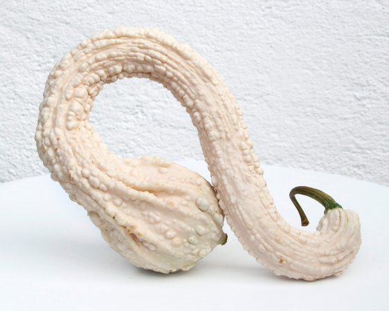 GREMLINS SWAN