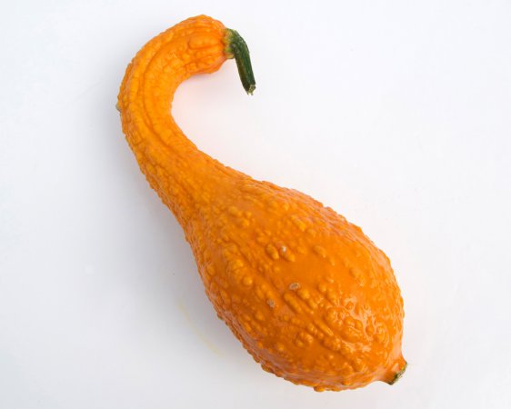 CROOKNECK