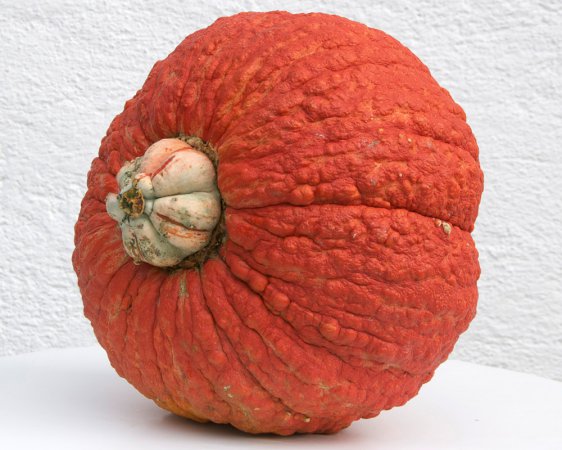 ROTE WARZE
