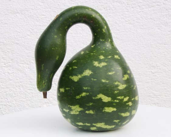 SPECKLED SWAN