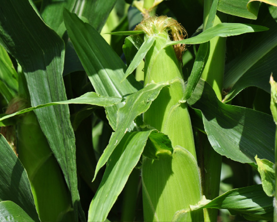 Zuckermaiskolben an der Maispflanze