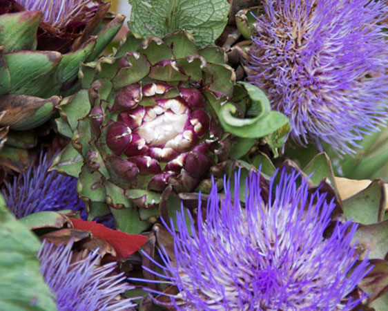 Blau-violette Artischockenblüte