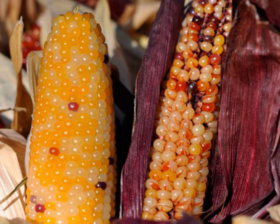 Ziermais als herbstliche Dekoration